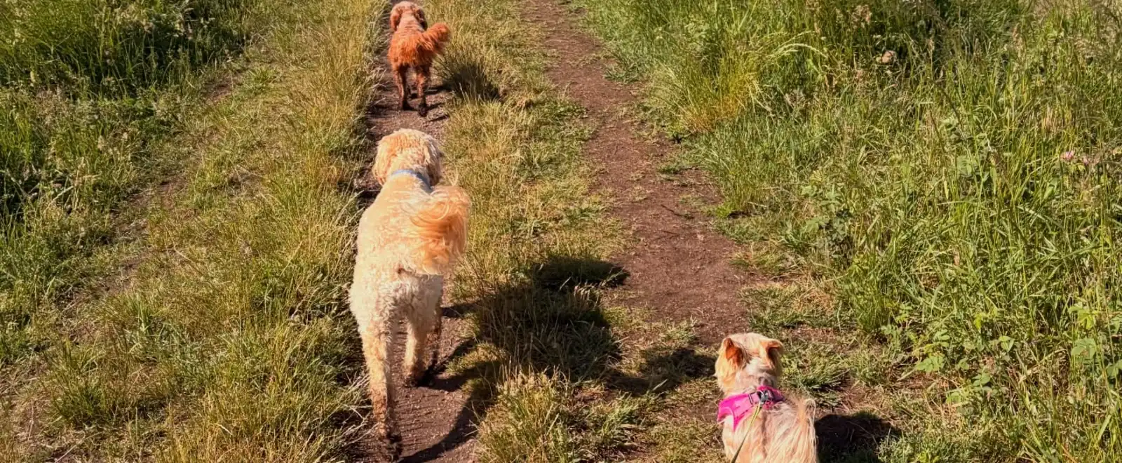 Three dogs on a countryside dog walk in East Lothian