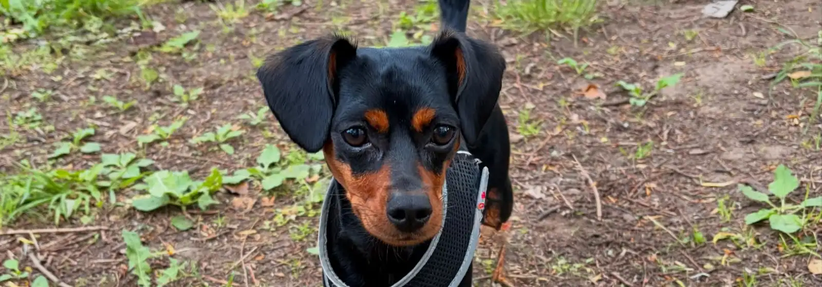 A miniature pinscher on a woodland dog walk in East Lothian