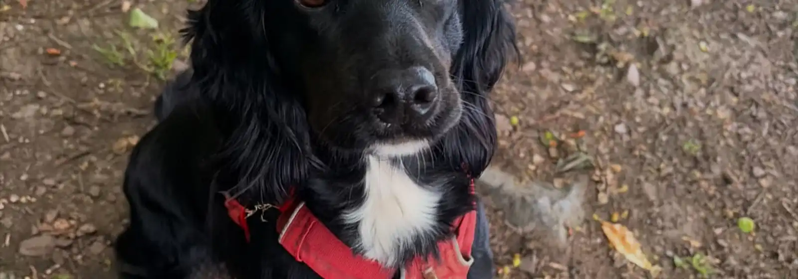 A black spaniel on a dog walk in East Lothian