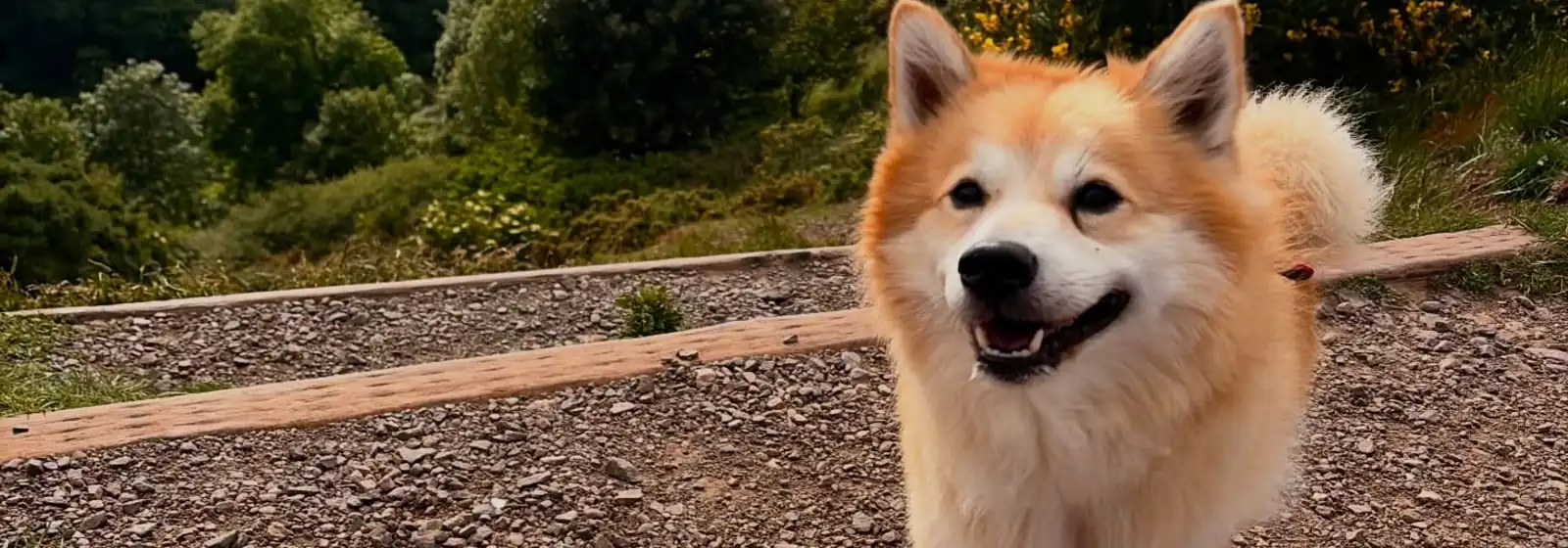 A happy spitz dog on a hilltop walk in East Lothian